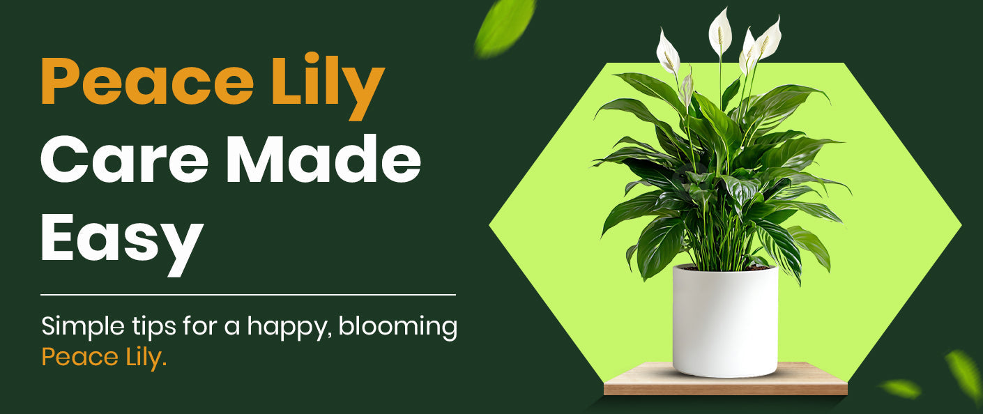 Peace Lily Care Made Easy: How to Keep This Dramatic Plant Happy and Thriving
