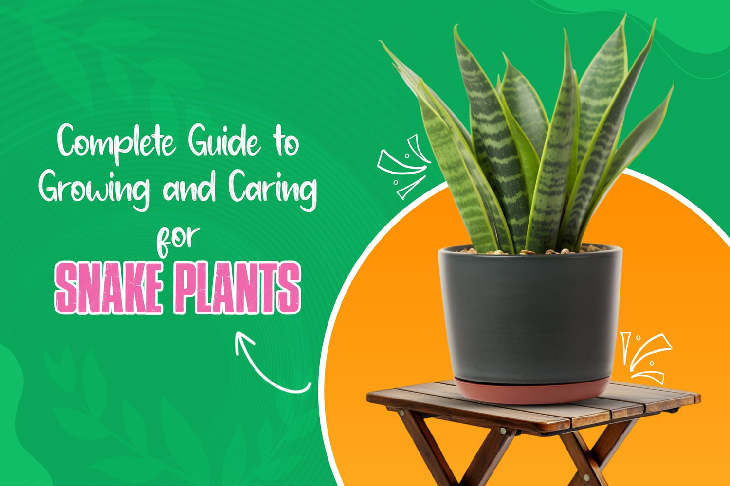 Complete Guide to Growing and Caring for Snake Plants