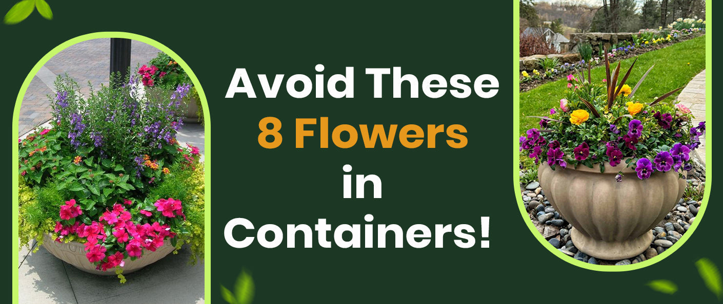 8 Flowers You Should Never Grow in Pots or Containers - According to Experts