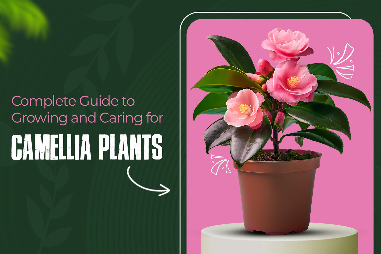 Complete Guide to Growing and Caring for Camellia Plants