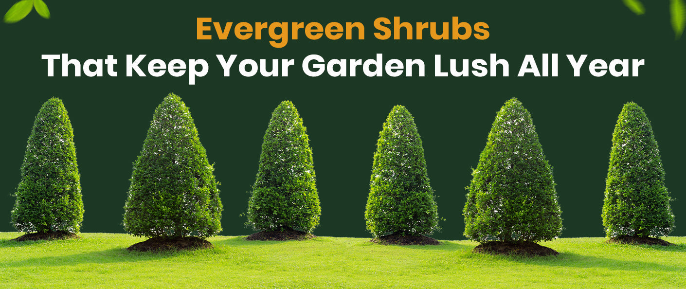 Evergreen Shrubs That Keep Your Garden Lush All Year