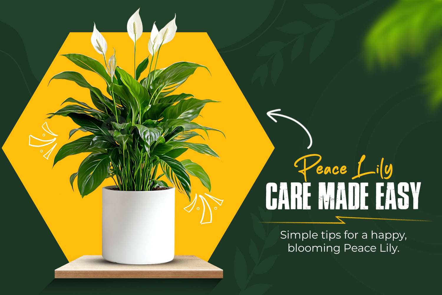 Peace Lily Care Made Easy: How to Keep This Dramatic Plant Happy and Thriving