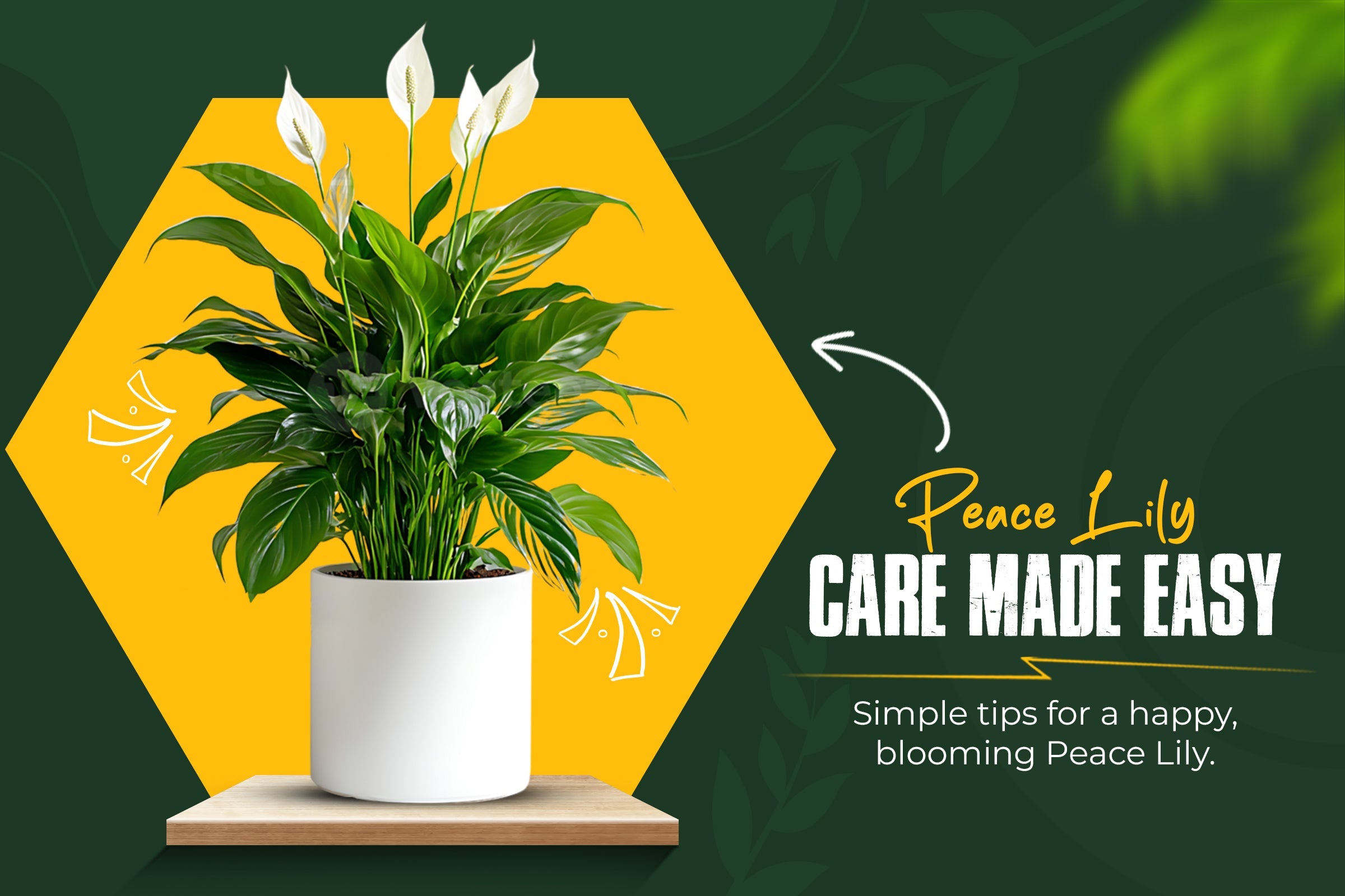 Peace Lily Care Made Easy: How to Keep This Dramatic Plant Happy and Thriving