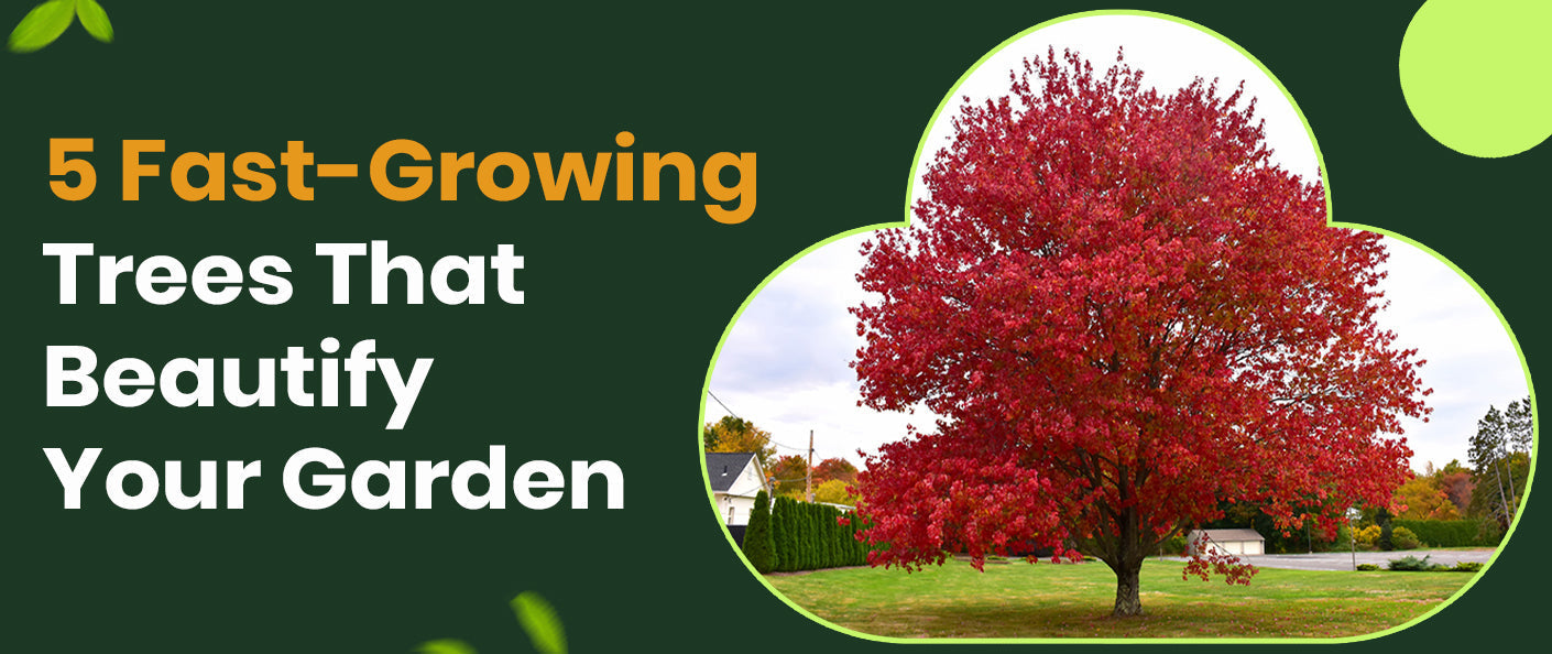 5 Fast-Growing Trees That Will Beautify Your Garden