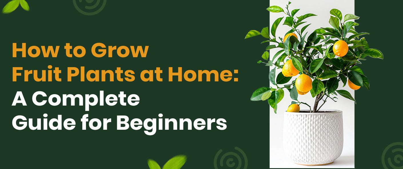 How to Grow Fruit Plants at Home: A Complete Guide for Beginners