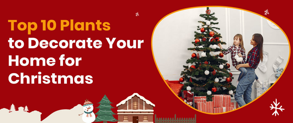 Top 10 Plants to Decorate Your Home for Christmas