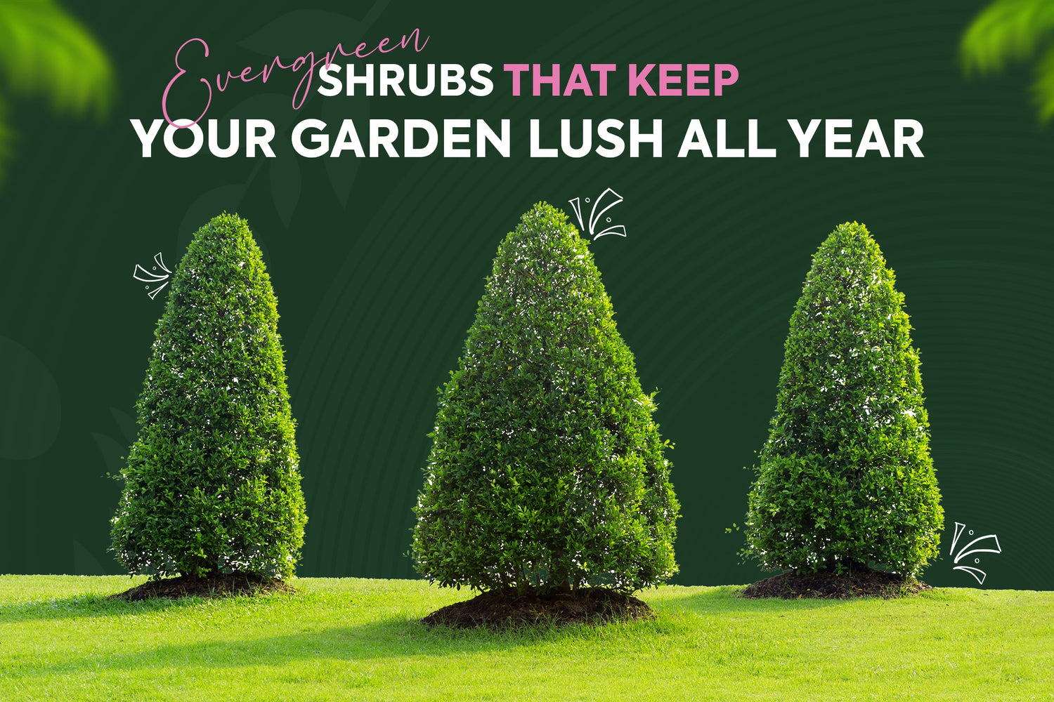Evergreen Shrubs That Keep Your Garden Lush All Year