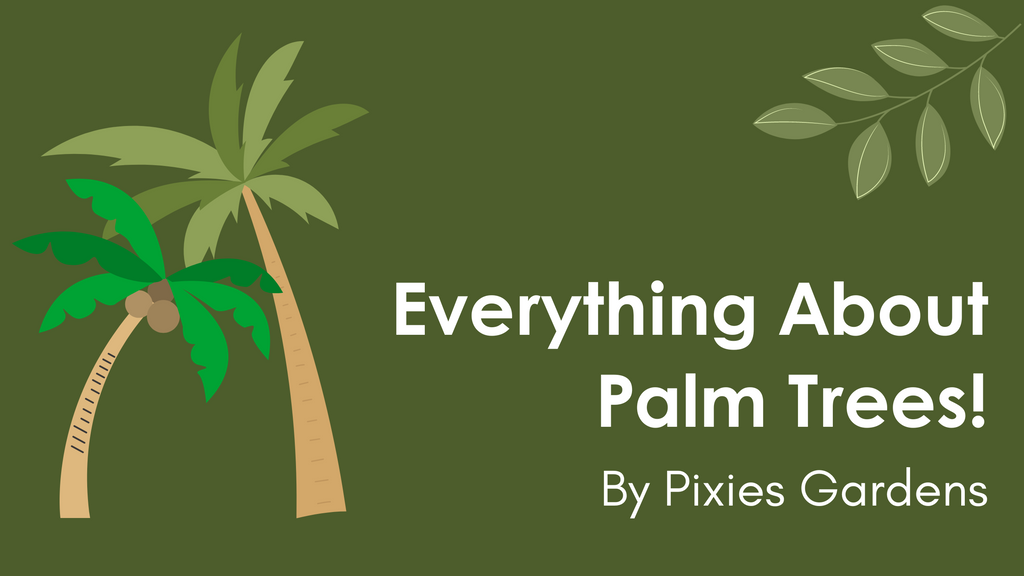 Everything About Palm Trees