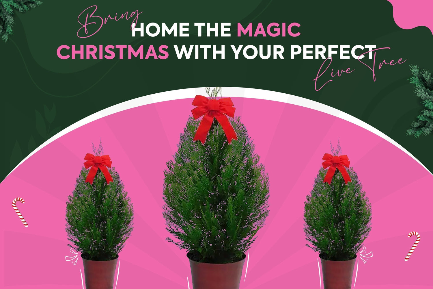 How to Choose the Perfect Christmas Tree for Your Holiday Home