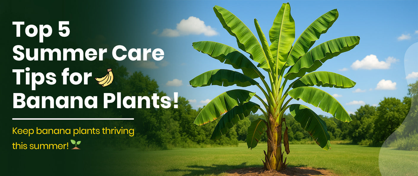 Top 5 Summer Care Tips for Newly Planted Banana Plants