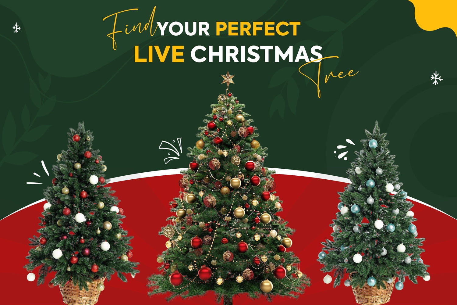Live Christmas Tree Gifts