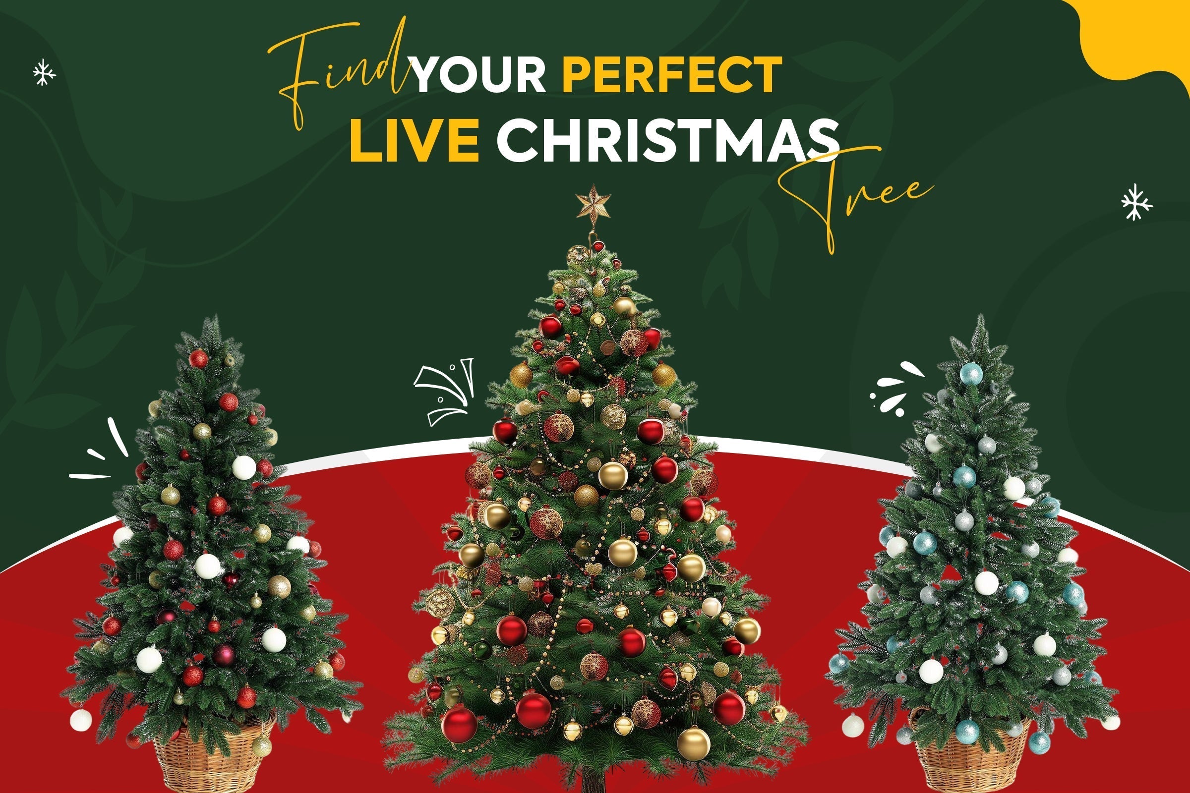 Live Christmas Tree Gifts