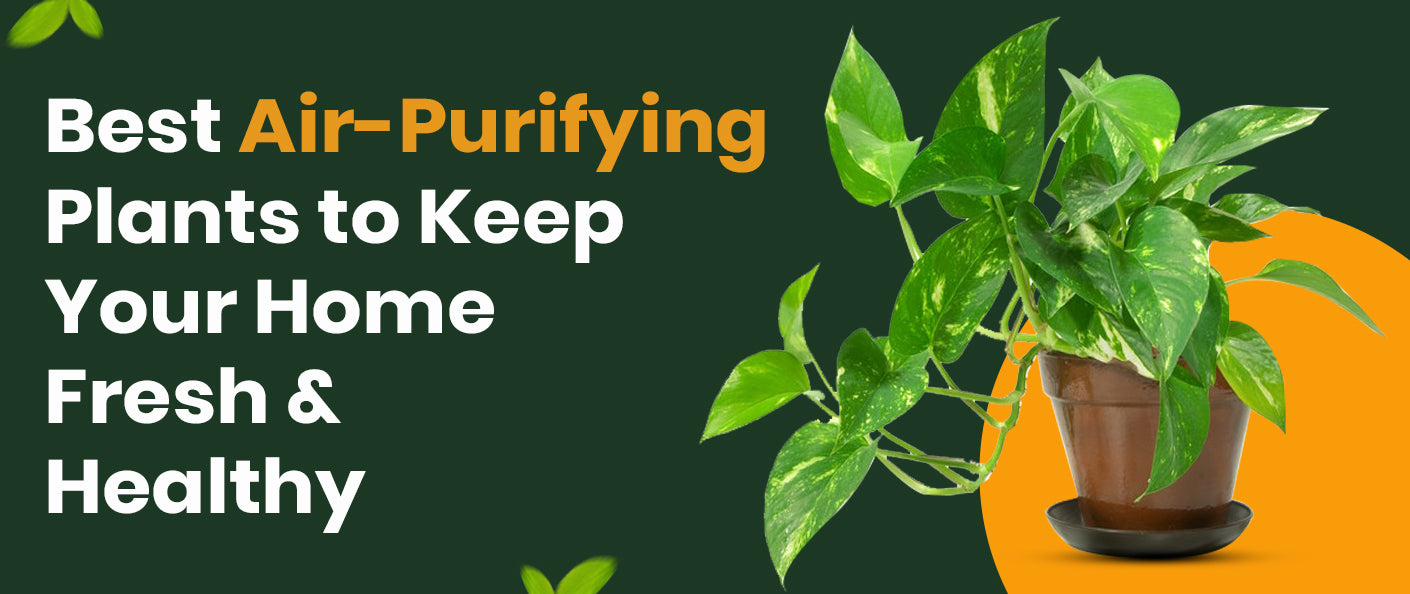 Best Air-Purifying Plants to Keep Your Home Fresh and Healthy