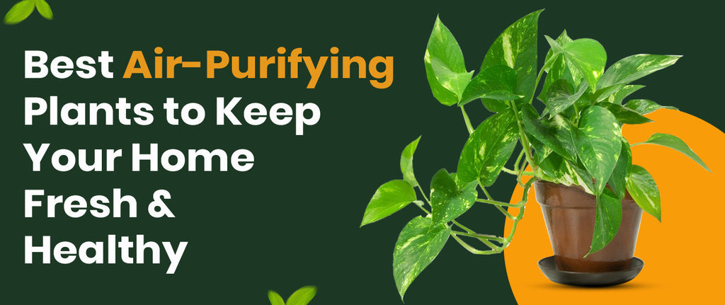 Best Air-Purifying Plants to Keep Your Home Fresh and Healthy