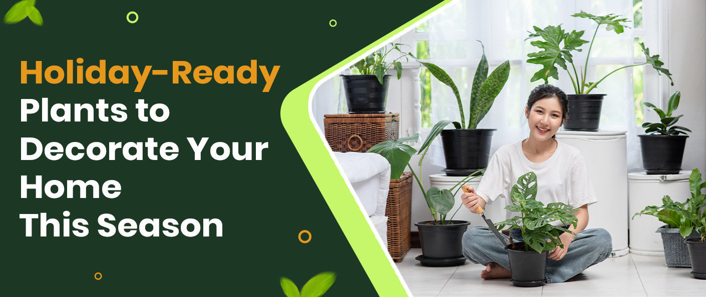 Holiday-Ready Plants to Decorate Your Home This Season