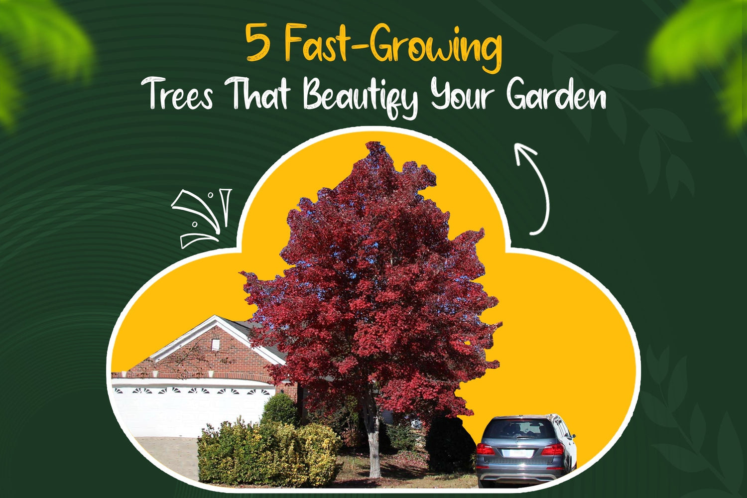 5 Fast-Growing Trees That Will Beautify Your Garden