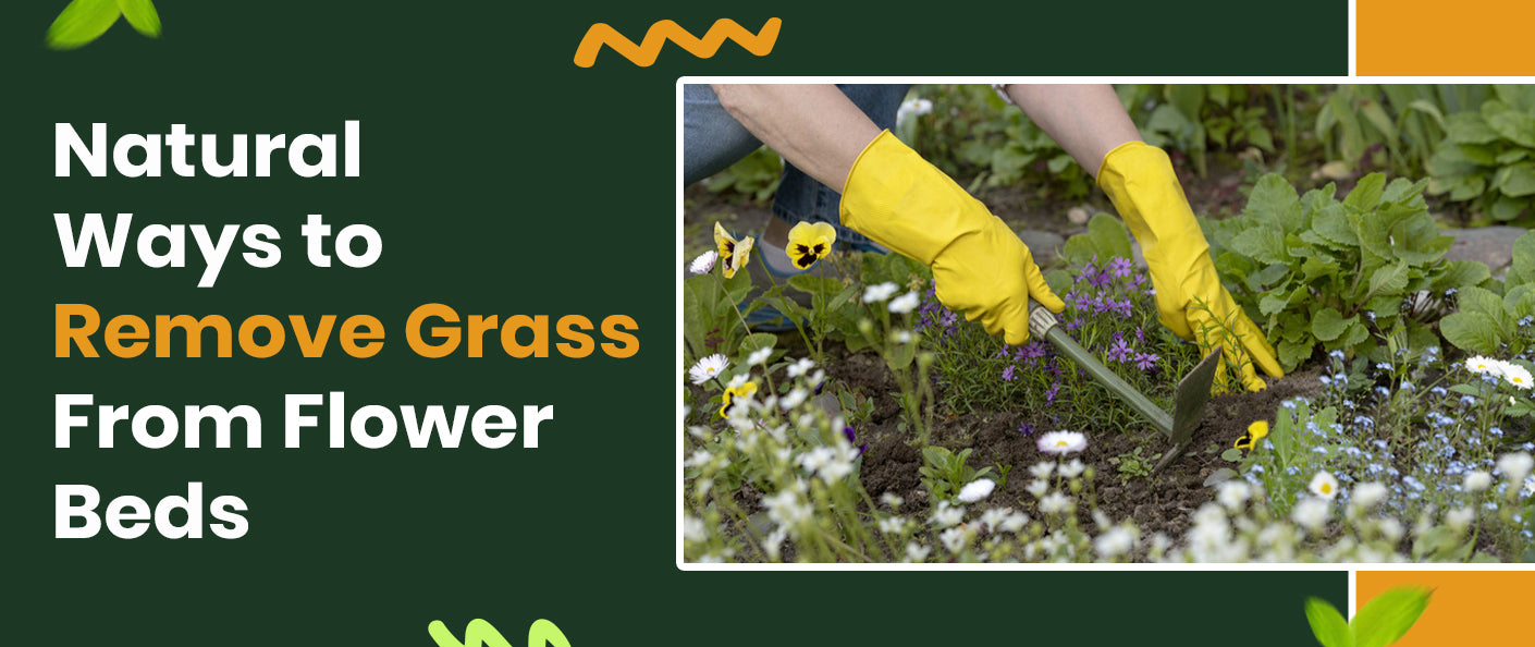 Natural Ways to Remove Grass From Flower Beds - Without Damaging Your Plants