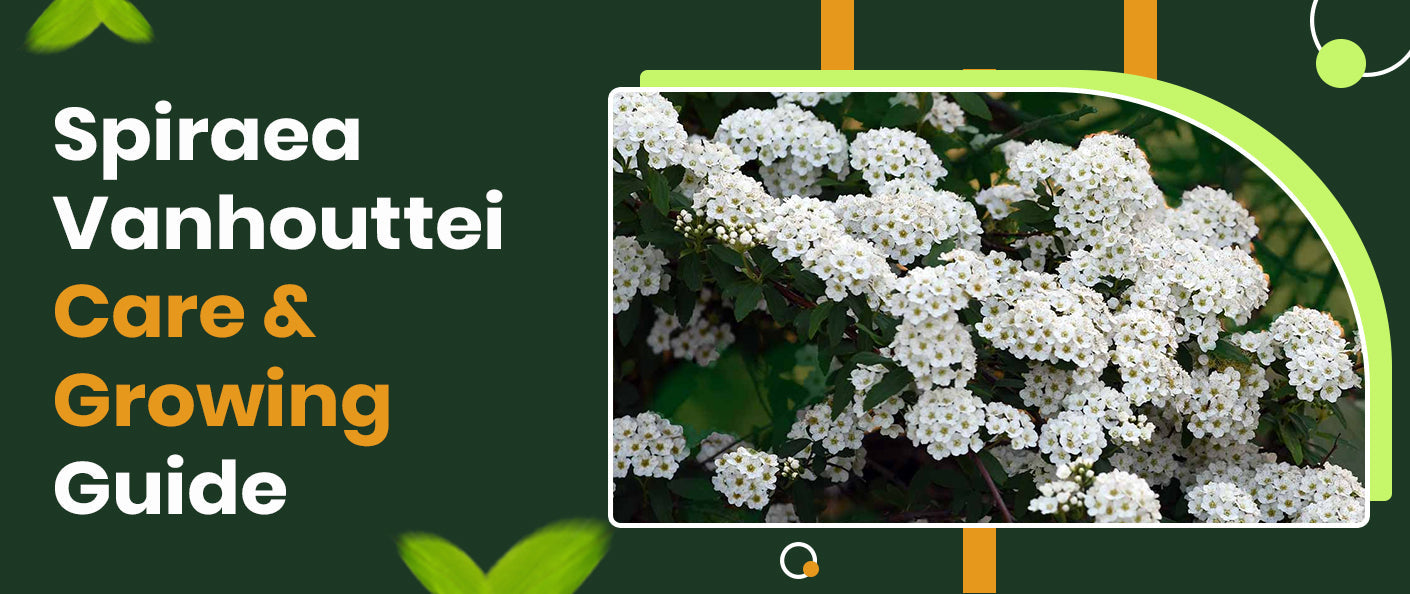Spiraea Vanhouttei Care Guide: Planting & Pruning Tips