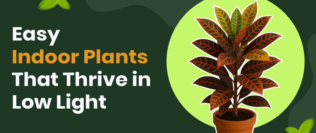 Easy Indoor Plants That Thrive in Low Light