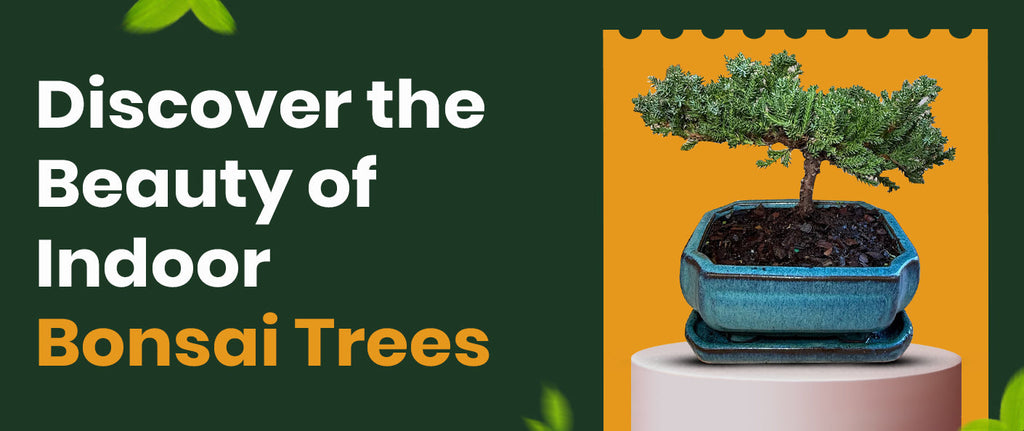 Top 10 Indoor Bonsai Trees You Can Grow at Home