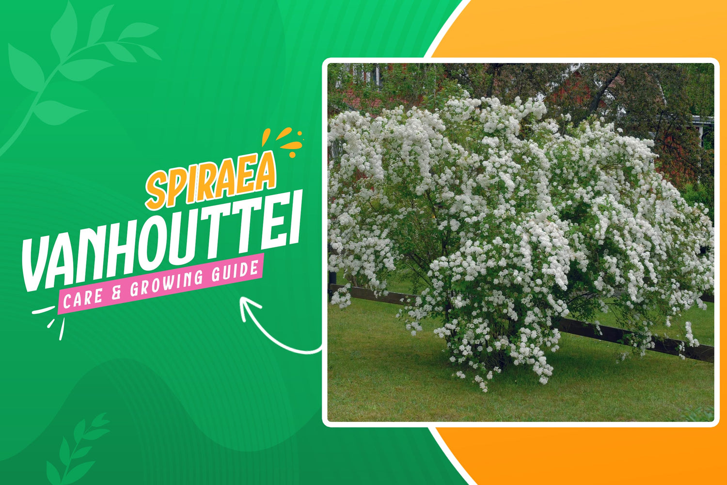 Spiraea Vanhouttei Care Guide: Planting & Pruning Tips