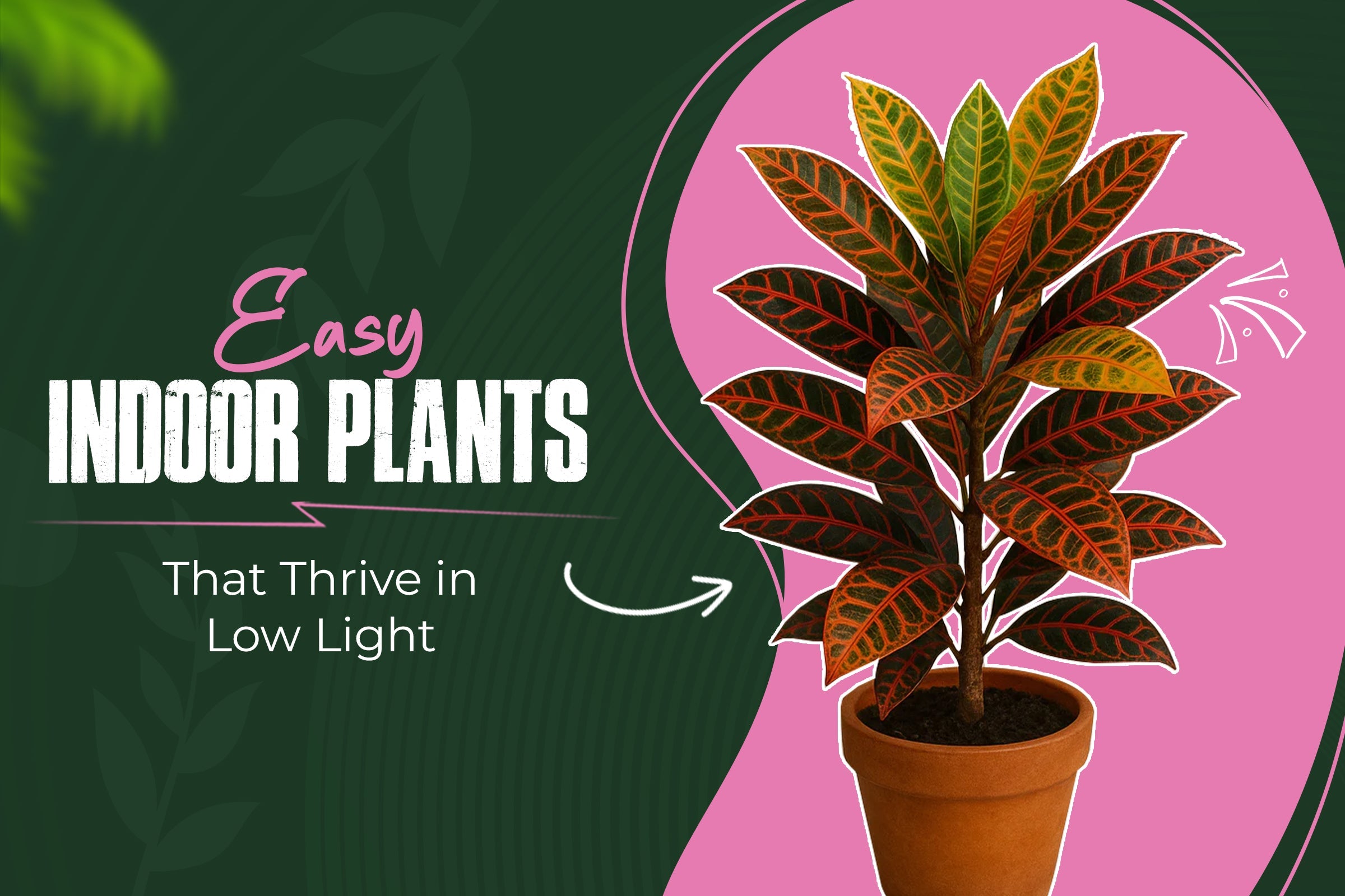 Easy Indoor Plants That Thrive in Low Light