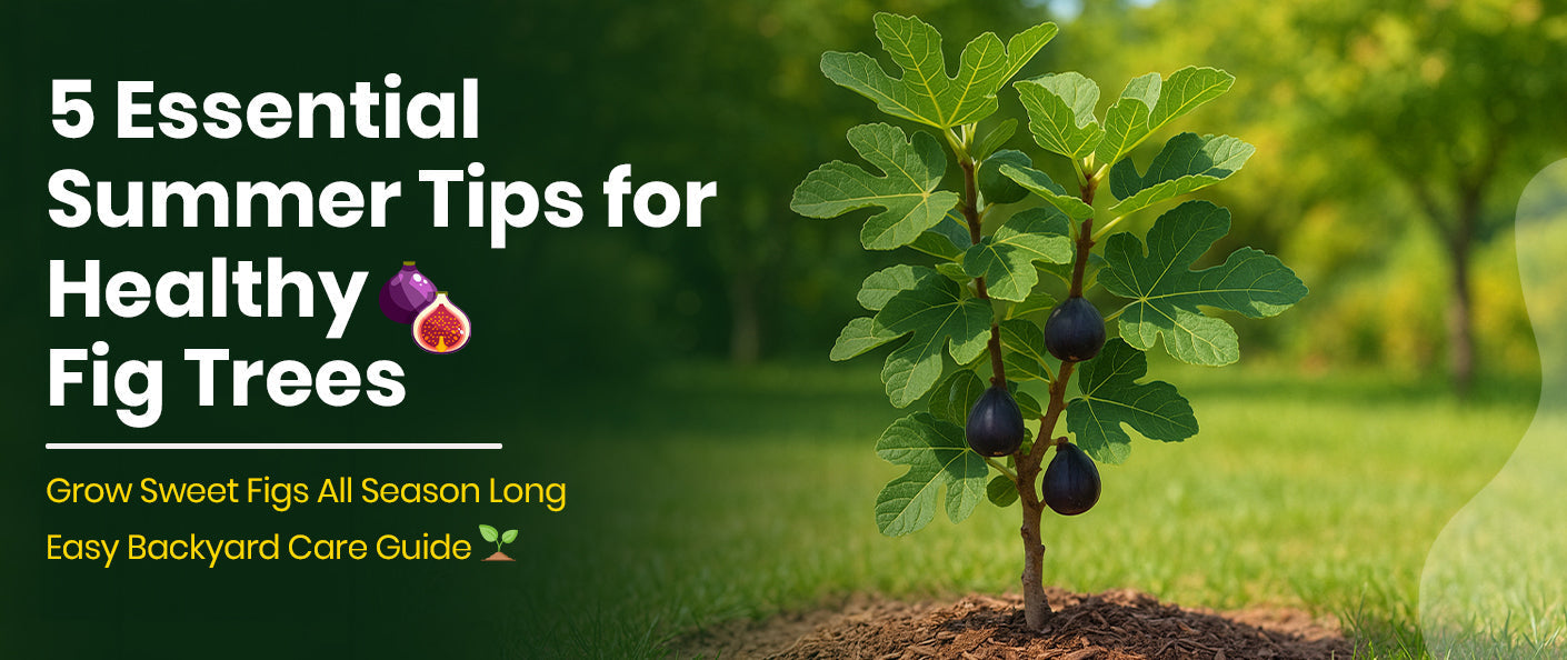 5 Things to Do to Care for Your Planted Fig Tree this Summer