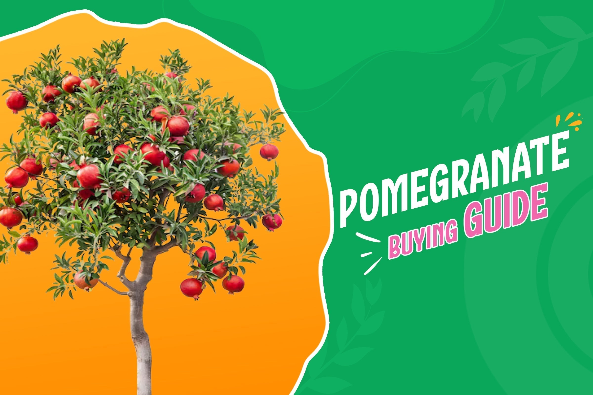 Pomegranate Tree Purchase Guide: Types, Origins, Characteristics, Planting, and Growing Needs