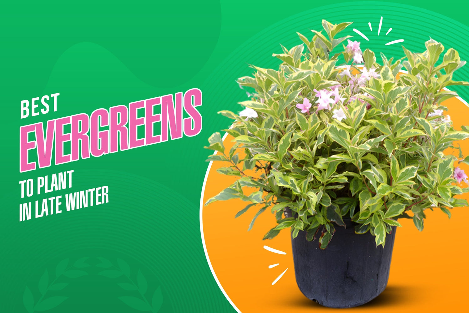 Best Evergreen Plants to Plant in Late Winter for Year-Round Greenery