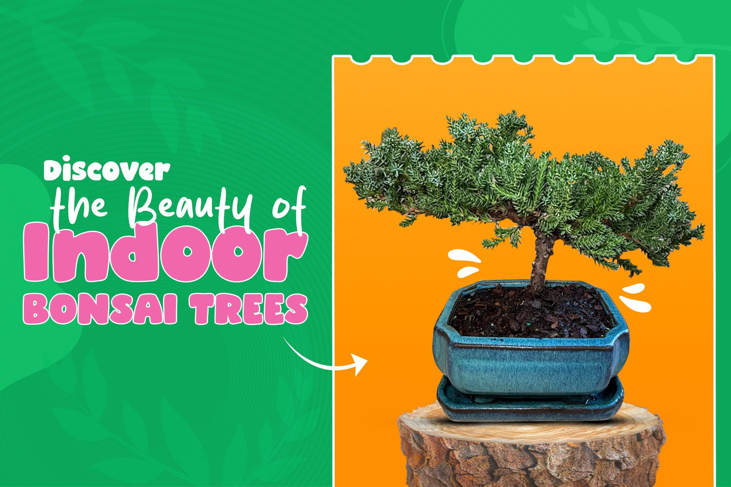 Top 10 Indoor Bonsai Trees You Can Grow at Home