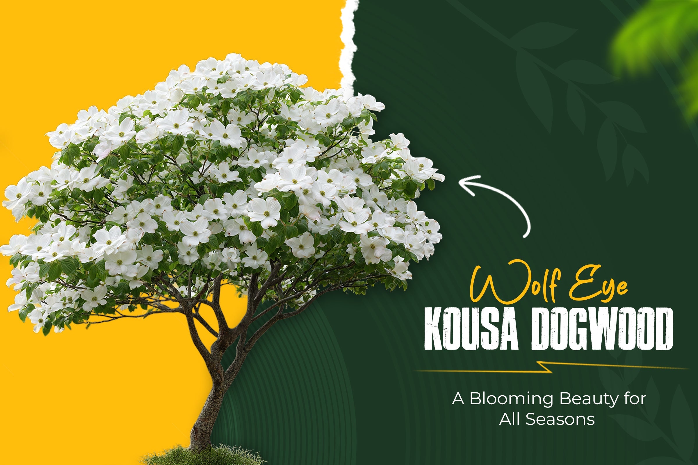 Wolf Eye Kousa Dogwood Tree: A Stunning White Flowering Dogwood for Every Garden