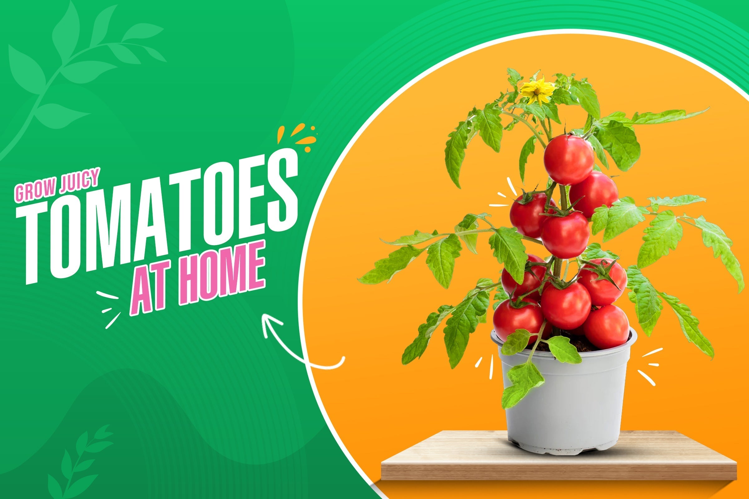 The Best Tomato Varieties to Grow at Home for Juicy Harvests