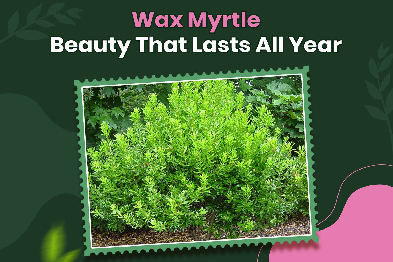 Wax Myrtle: The Evergreen Shrub That Thrives Everywhere
