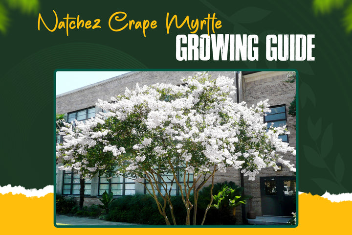 Natchez Crape Myrtle: Complete Care & Planting Guide