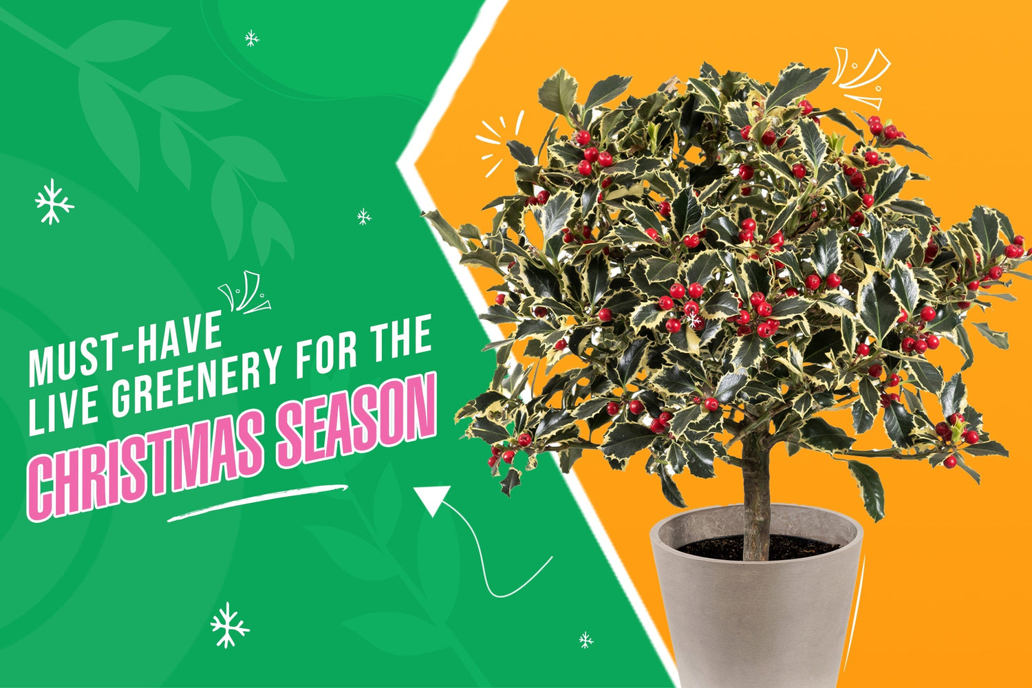 Best Plants to Decorate Your Home This Christmas Season