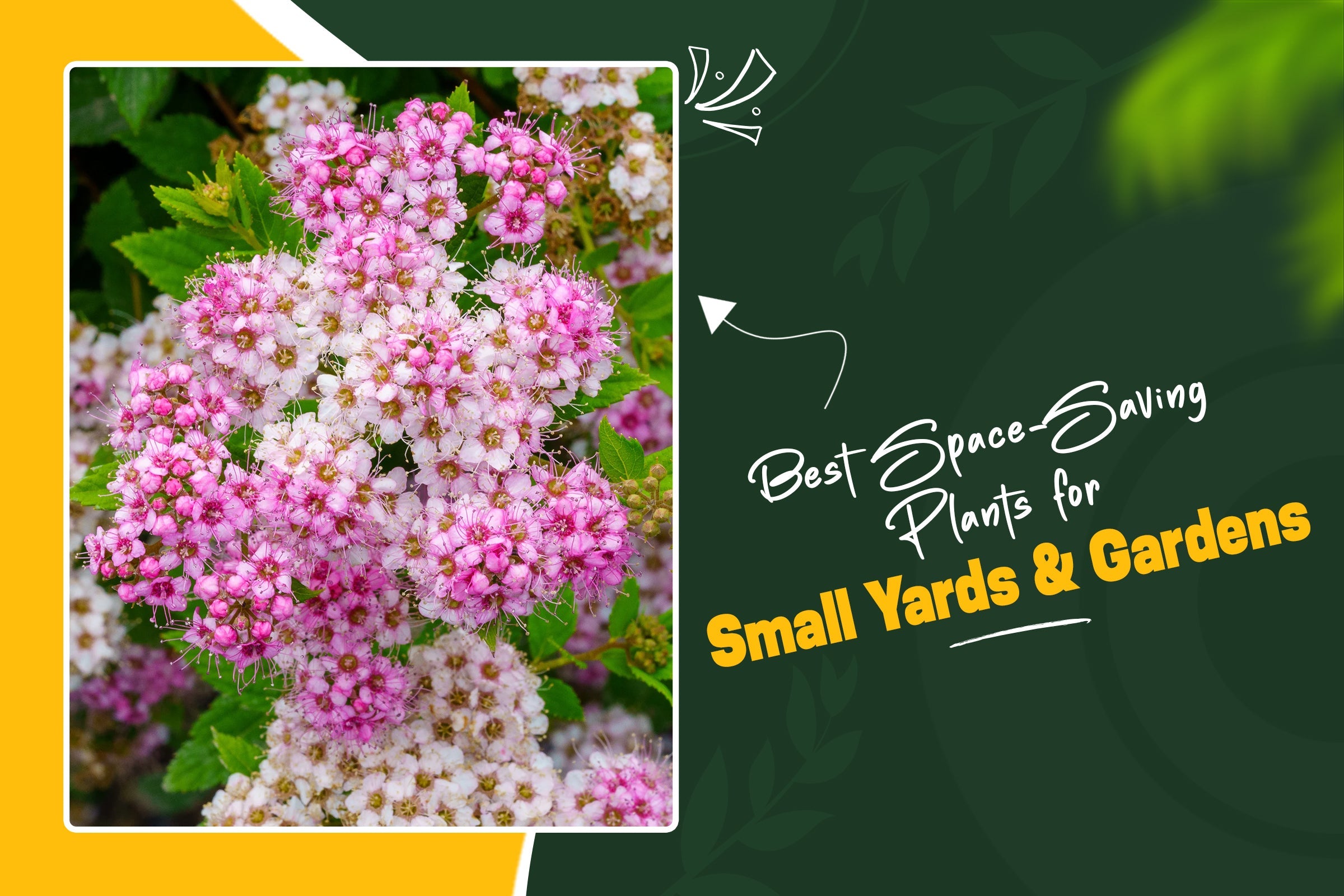 Best Plants for Small Yards: Space-Saving Shrubs & Dwarf Trees