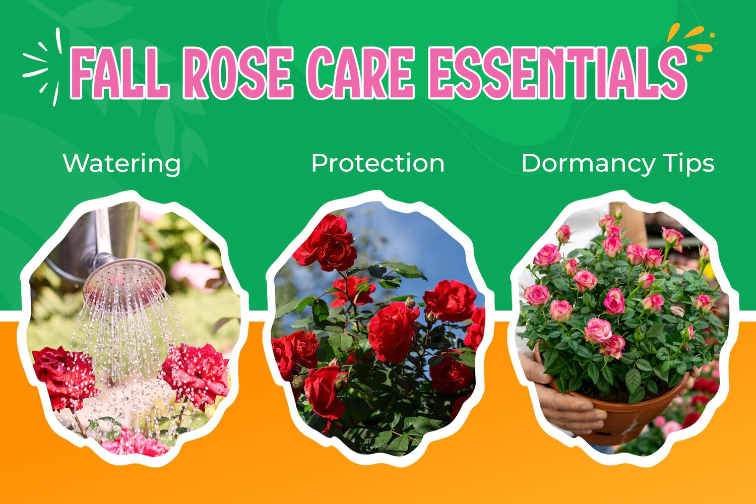 How to Care for Roses in Fall | Watering, Protection & Dormancy Tips
