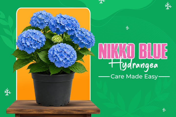 Nikko Blue Hydrangea: Complete Care Guide, Size, Pruning & Growing Tips
