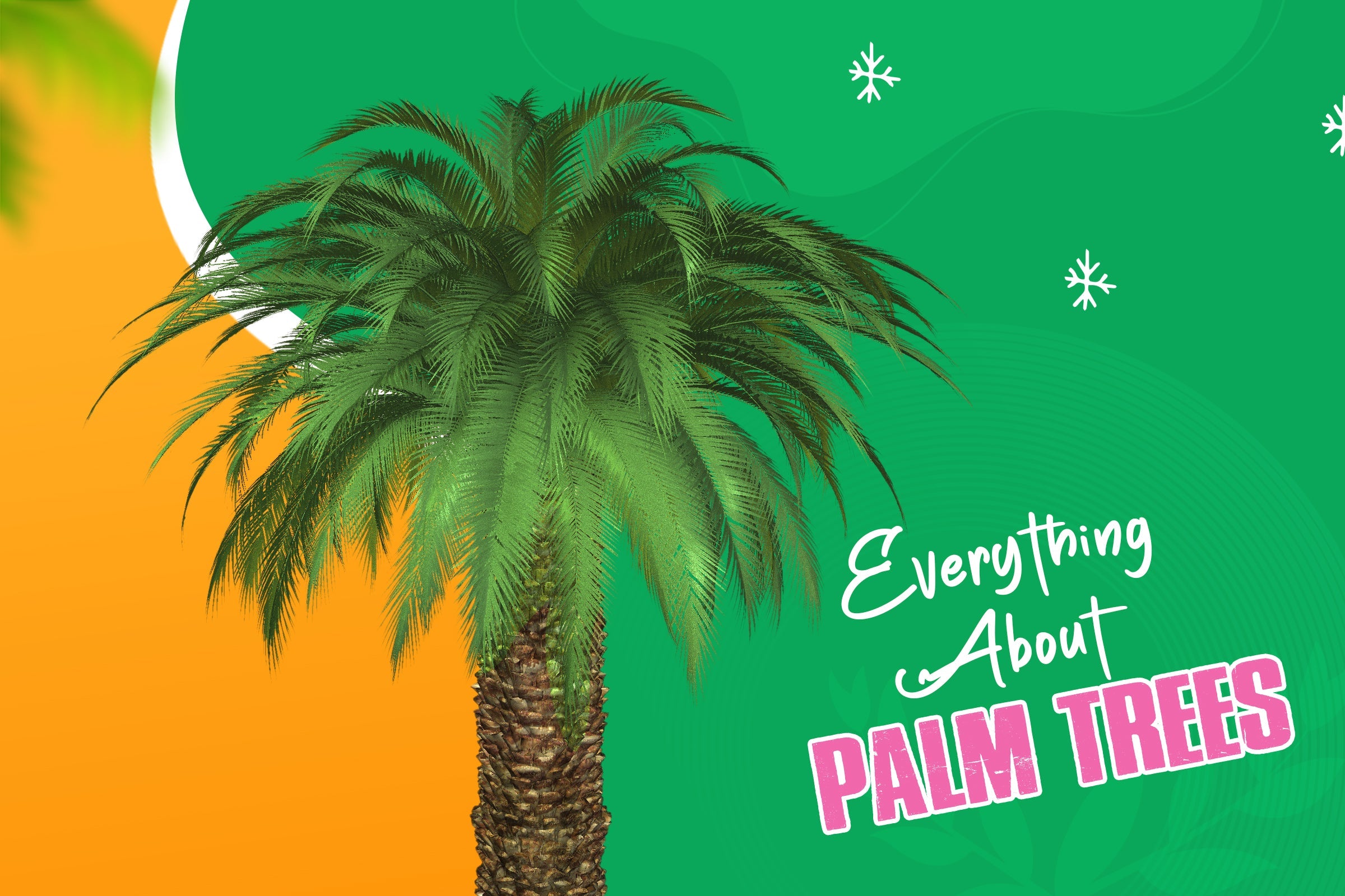 Everything About Palm Trees