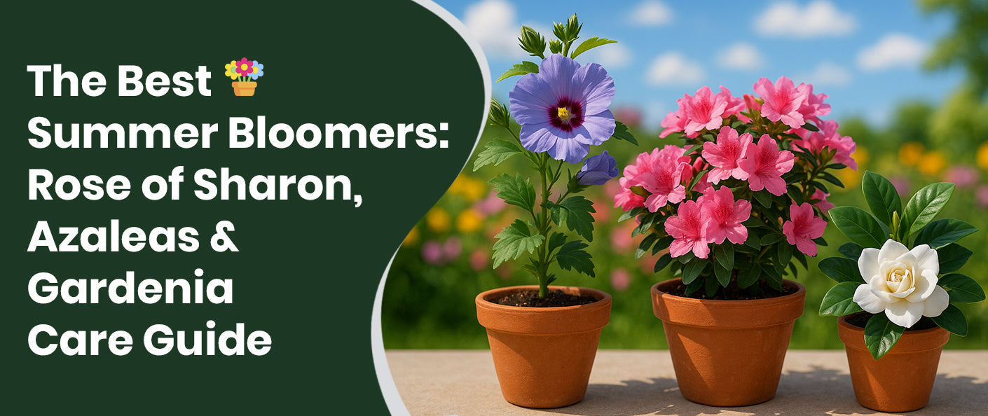 The Best Summer Bloomers: Rose of Sharon, Azaleas & Gardenia Care Guide
