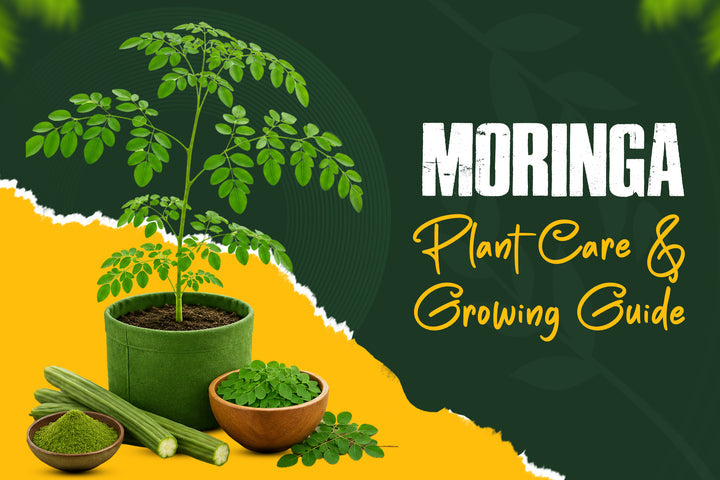Moringa plant for sale - grow your own miracle tree  Moringa growing zones USA map - USDA zones 9-11 best for Moringa oleifera How to prune Moringa plant for maximum leaf harvest - before and after guide