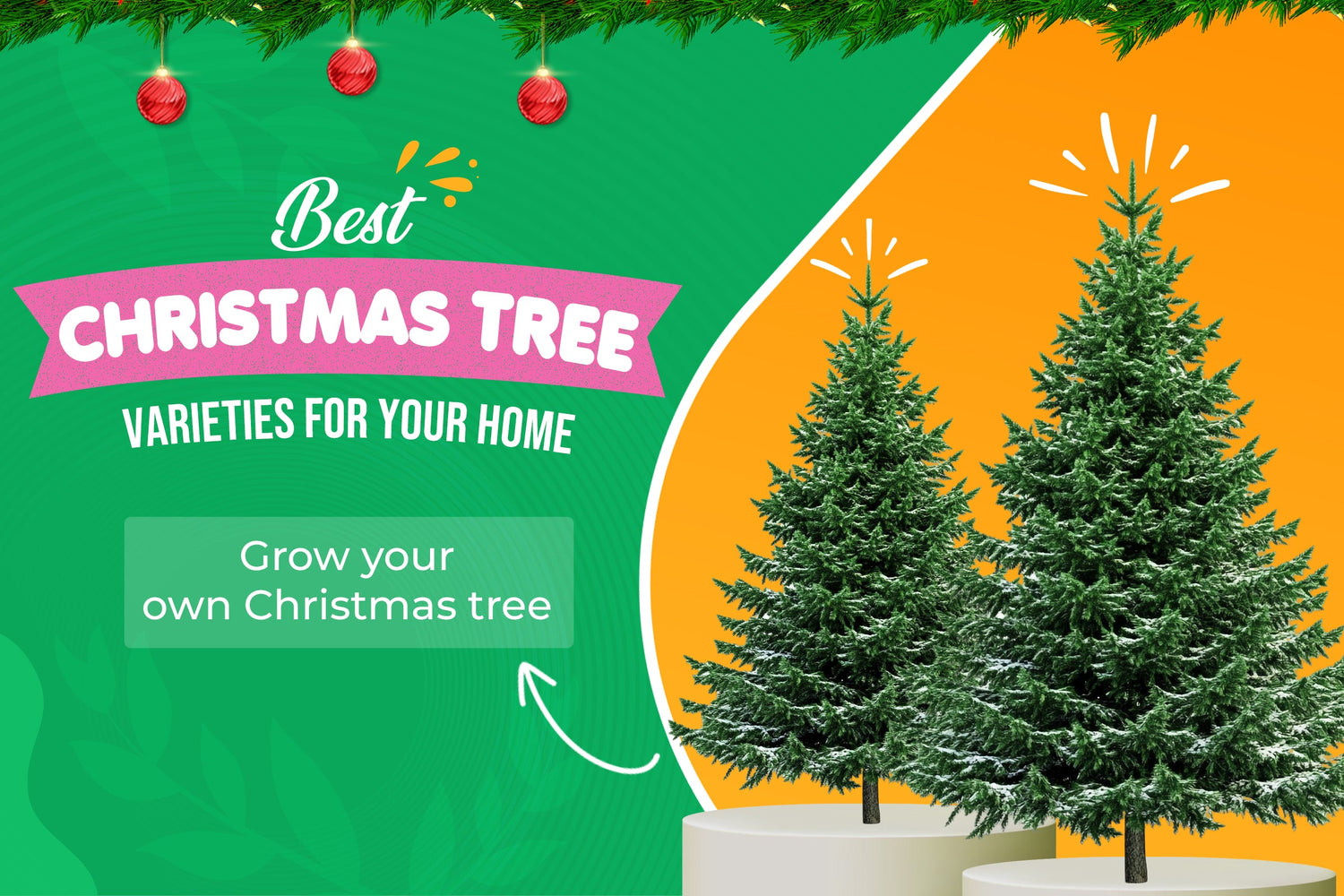 Best Live Christmas Trees & Gift Plants | Pixies Gardens USA