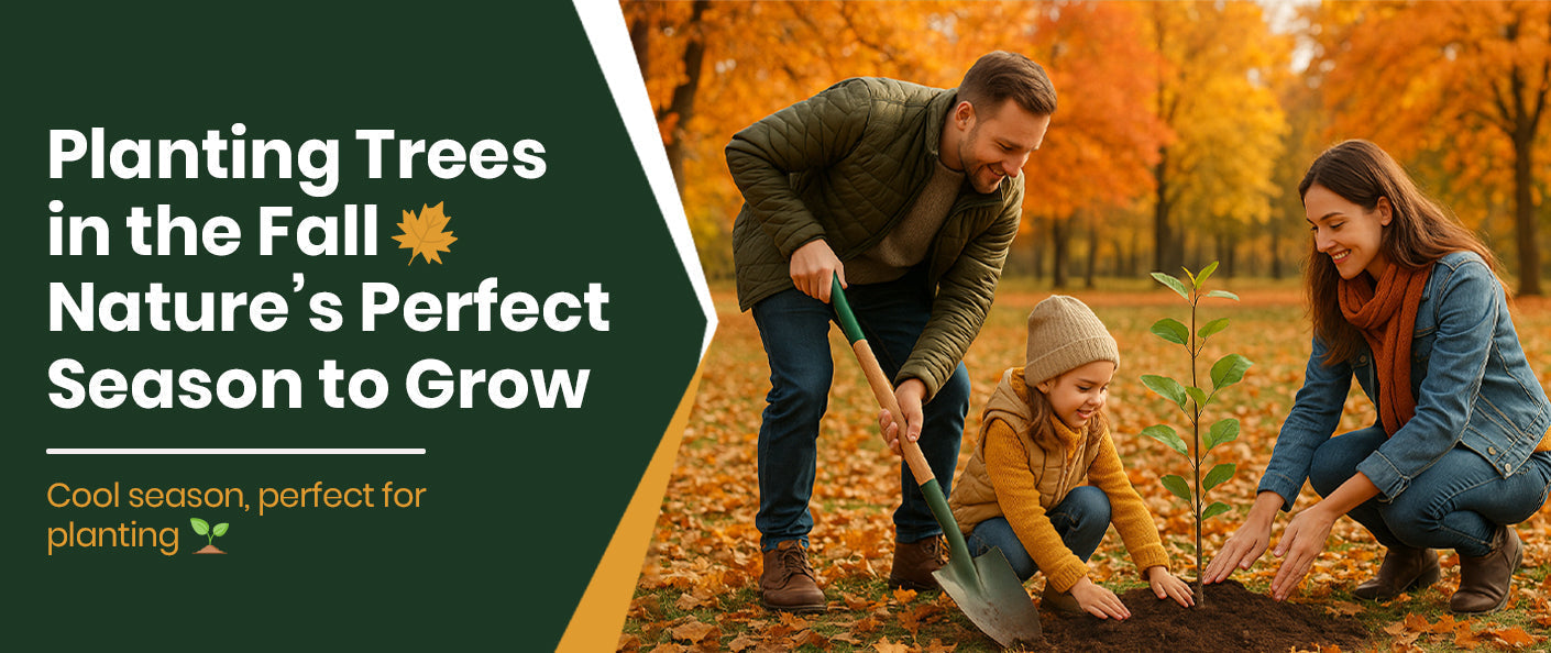 Why Fall Is the Best Time to Plant Trees and Shrubs in Your Garden