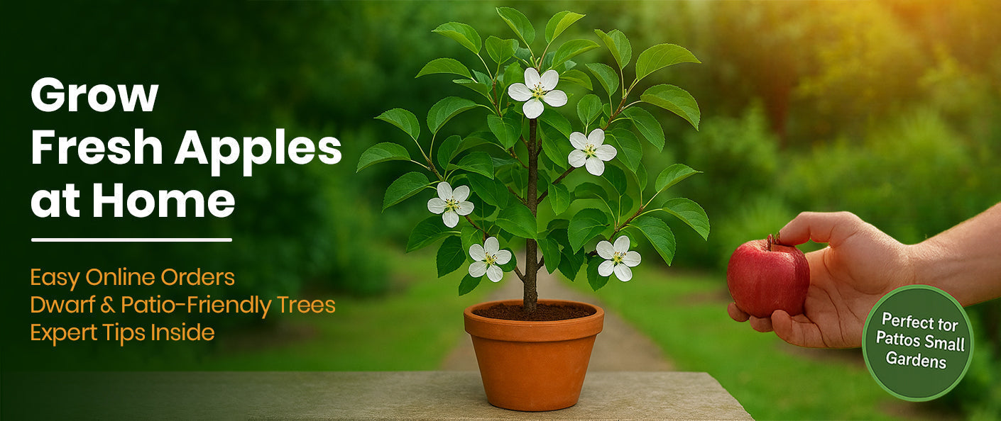 Best Apple Trees for Home Garden – Plant, Grow & Harvest Easily