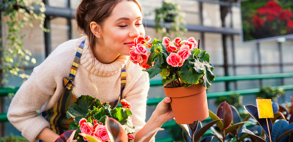 Potted Perfection: A Comprehensive Guide to Growing Camellias in Pots