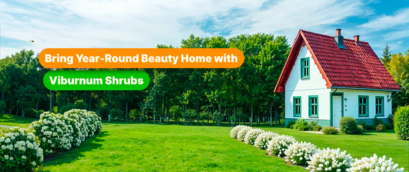 Viburnum Plants: The Ultimate Guide to Growing Beautiful Shrubs in Your Garden