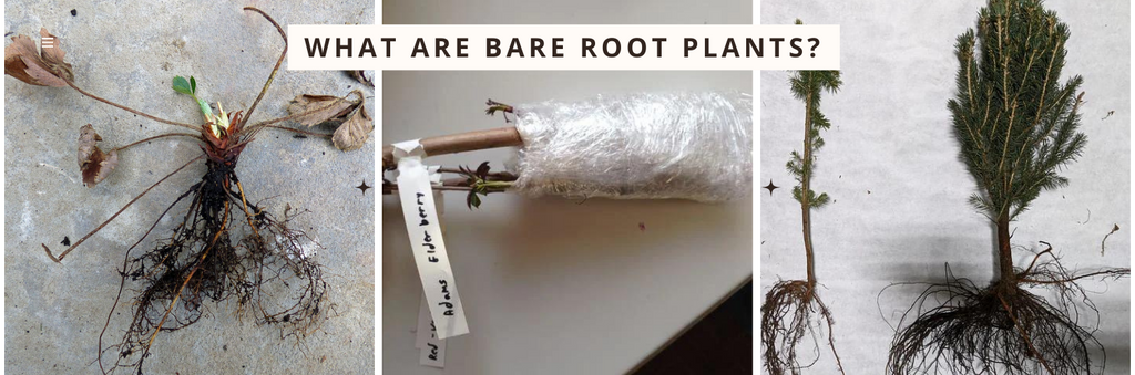 What are Bare Root Plants?