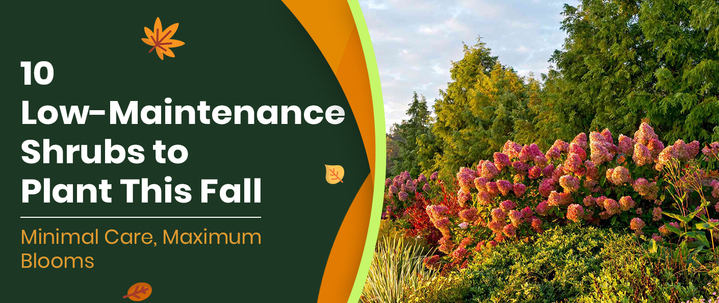 10 Low-Maintenance Shrubs to Plant in the Fall for Gorgeous Spring Blooms