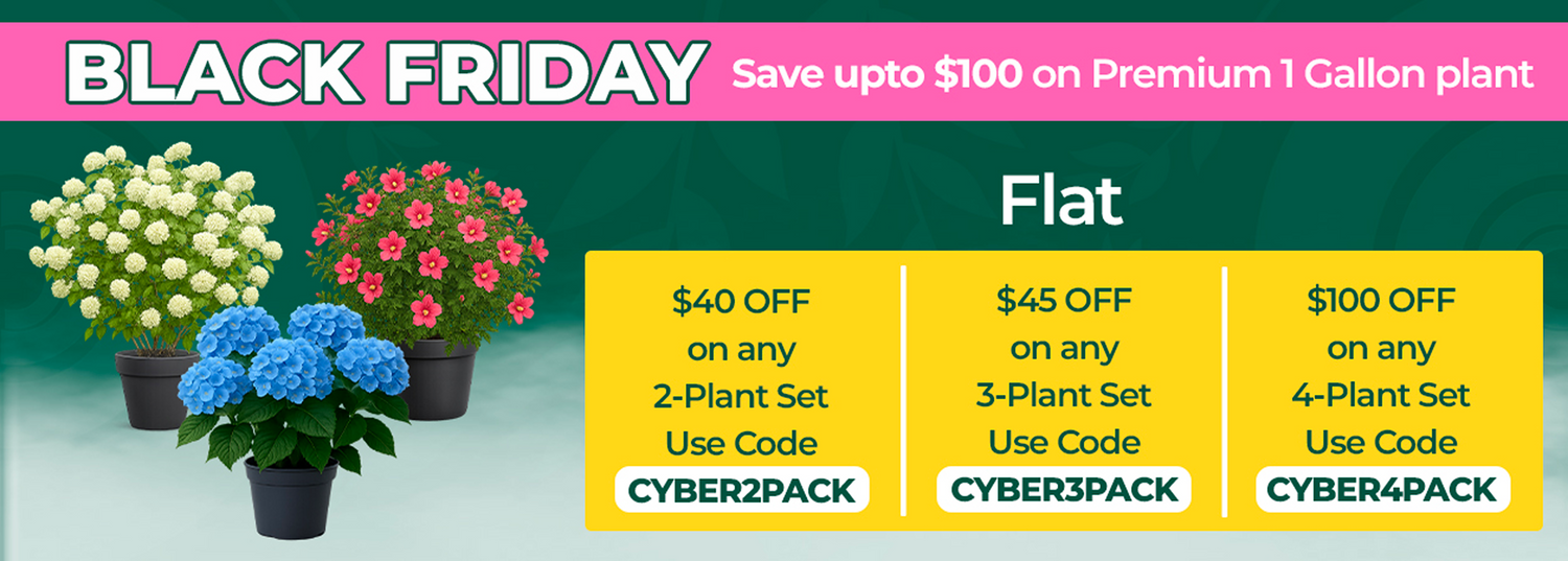 Holiday Season Special Deal Trees