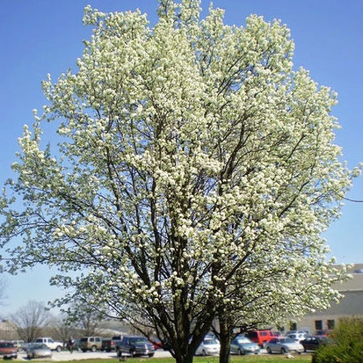 Cleveland Pear Tree - White Blooms & Easy Care